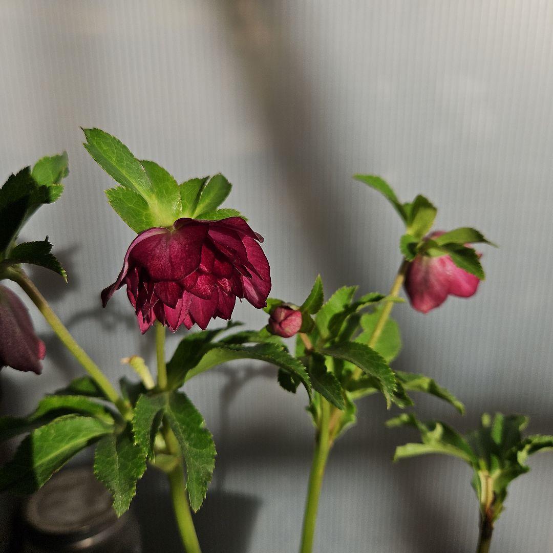 ムック様ご購入苗㉖-114㉖-115クリスマスローズ