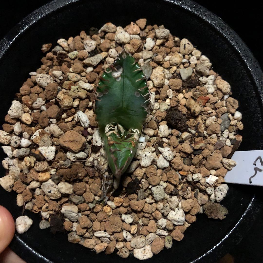 年末セールアガベチタノタ悪魔くん‼️10890-2890 - メルカリ