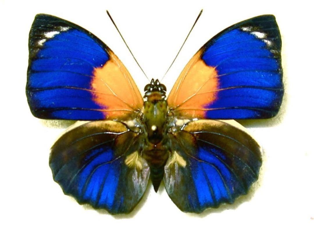 ヘレナモルフォ（ペルー産、オス）