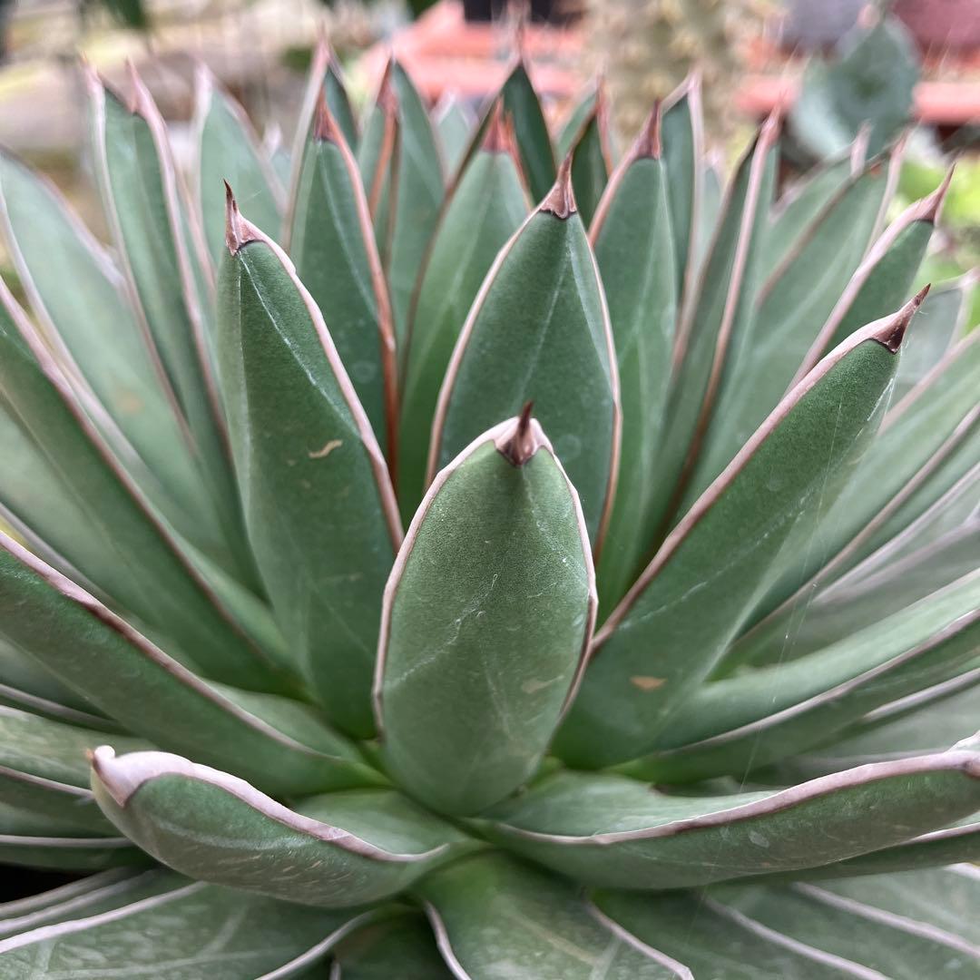 キャス アガベ 雪嶺 笹の雪B型セット