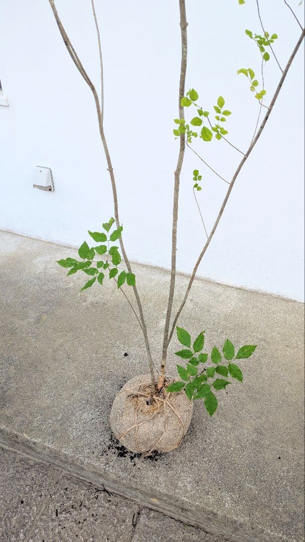 極上。特大。山採りアオダモ。