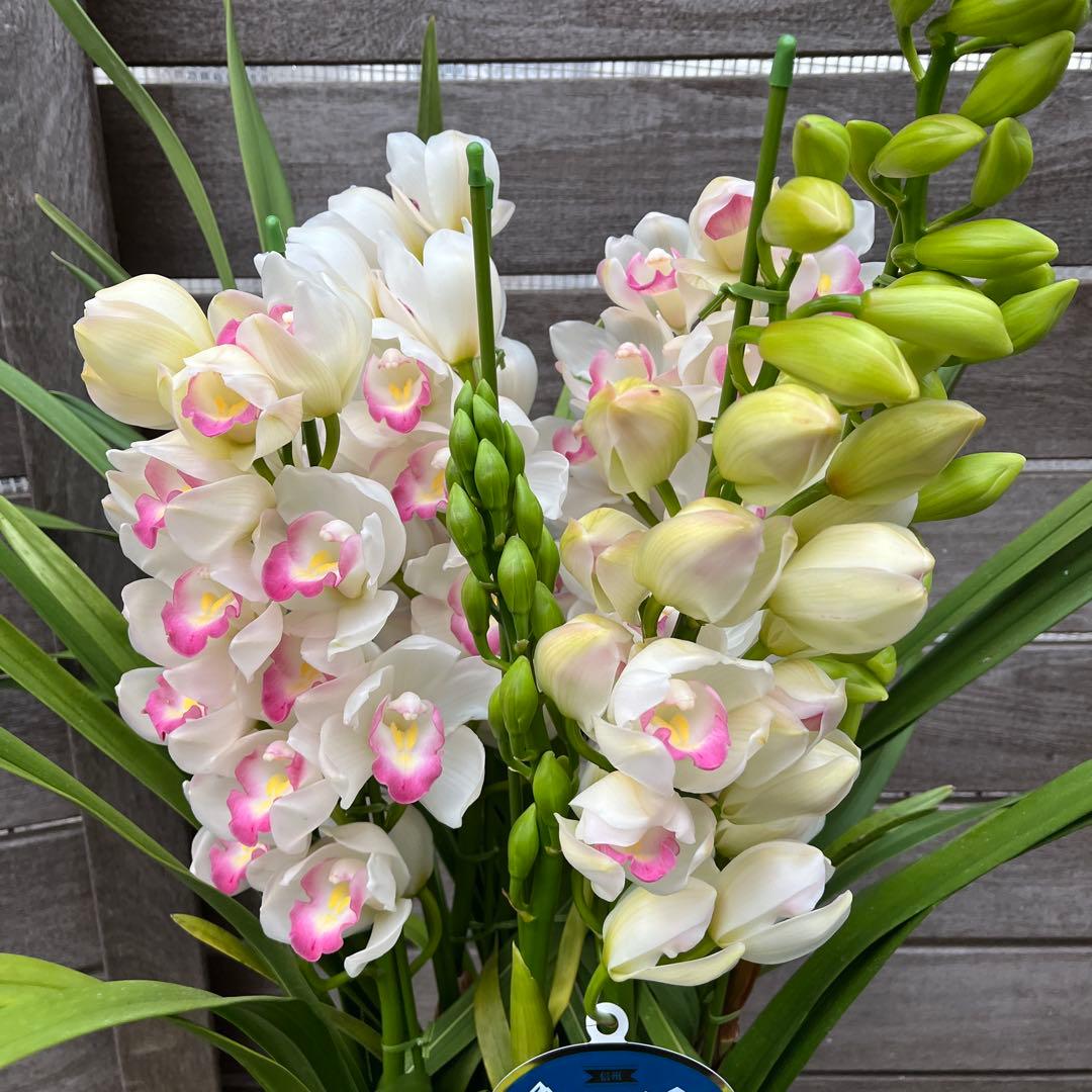 豪華　6本立ち　シンビジューム　ピンクペルペチュエル　6.５号　蕾多数