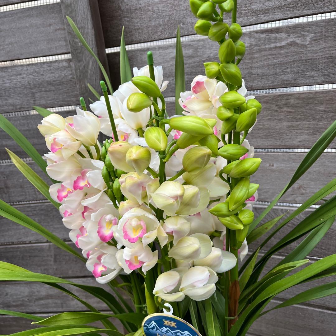 豪華　6本立ち　シンビジューム　ピンクペルペチュエル　6.５号　蕾多数