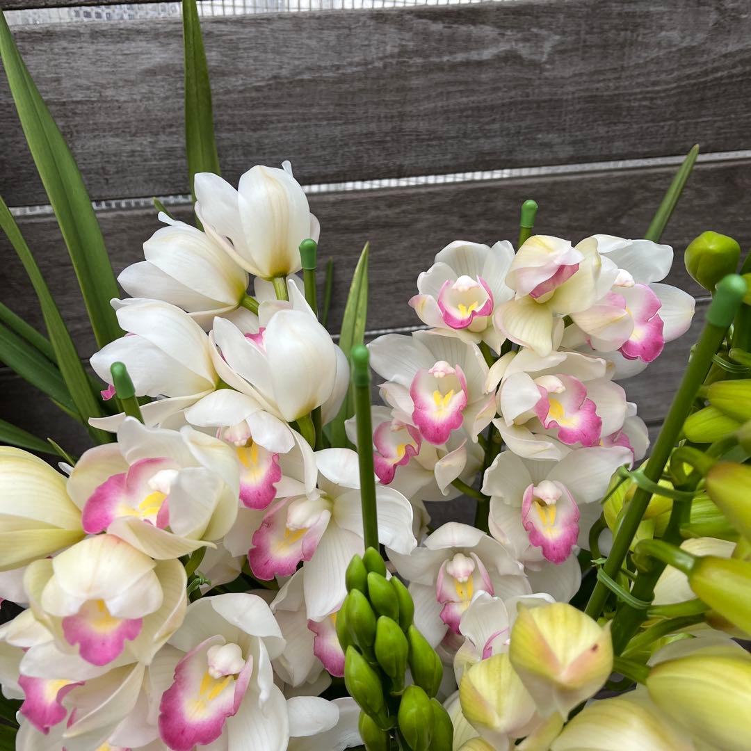 豪華　6本立ち　シンビジューム　ピンクペルペチュエル　6.５号　蕾多数