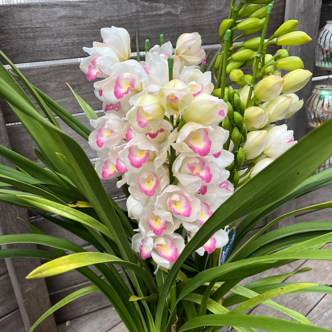 豪華　6本立ち　シンビジューム　ピンクペルペチュエル　6.５号　蕾多数