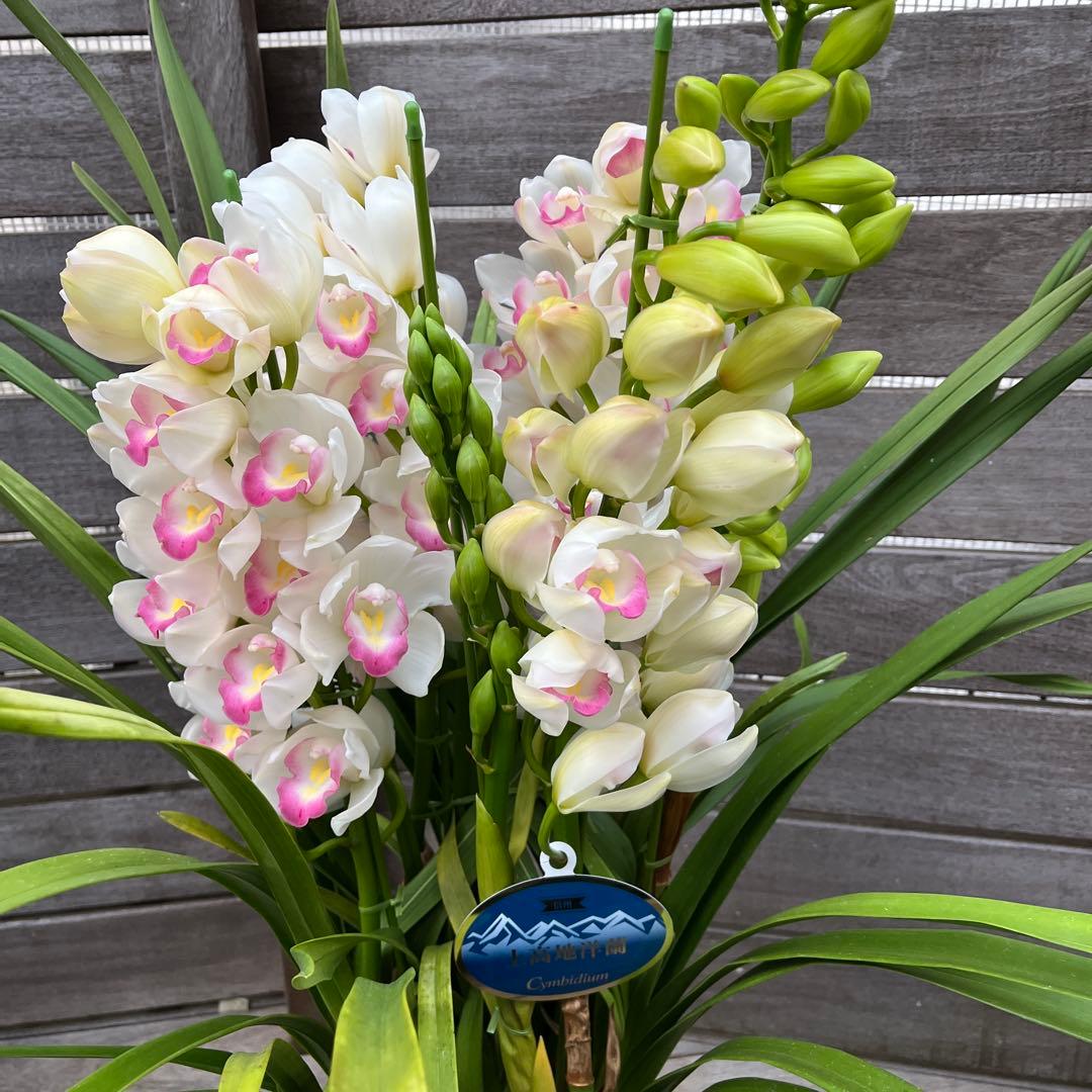 豪華　6本立ち　シンビジューム　ピンクペルペチュエル　6.５号　蕾多数