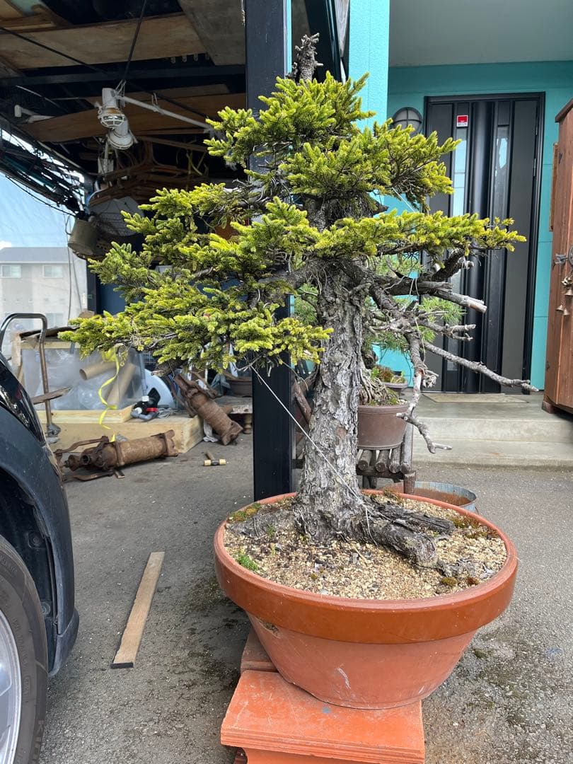 蝦夷松盆栽、松盆栽、赤蝦夷松盆栽、大型盆栽 アカエゾマツ盆栽