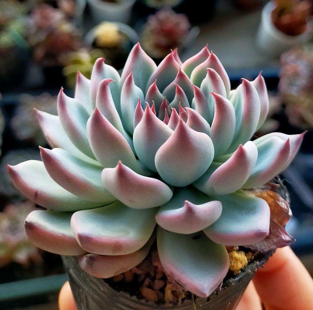 ヤ*ミ様 紫紺の矢 ミックスベリア おらいさん 土付き発送 多肉 - メルカリ