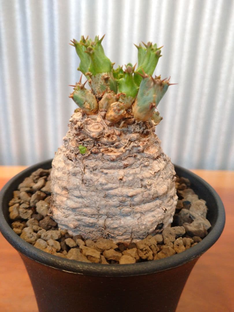 亀甲竜 (鉢入り) 6cm越え バキボコ割れ ディオスコレア 塊根植物