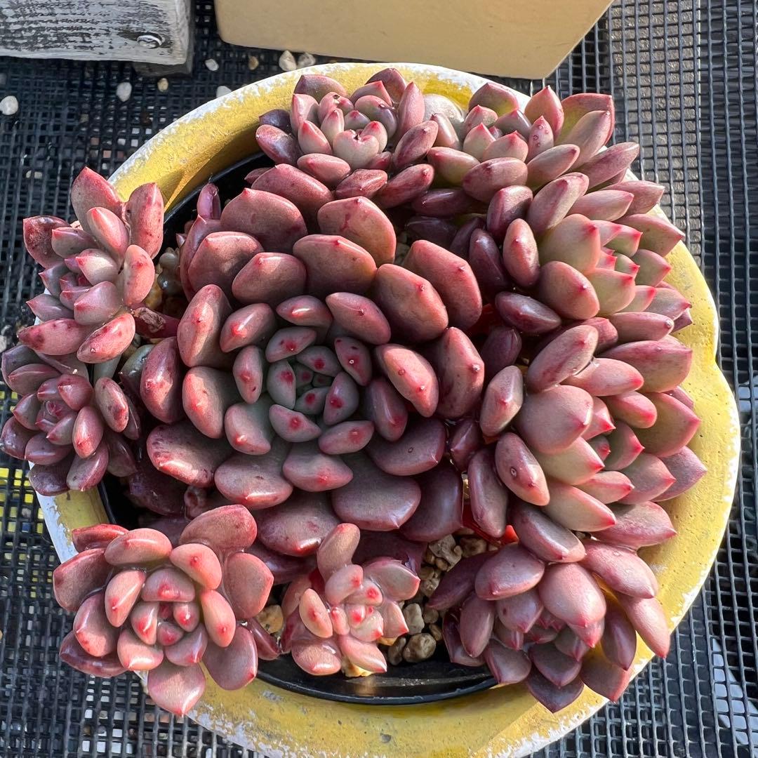 多肉植物♡ピンクルルビー 抜き苗 - メルカリ