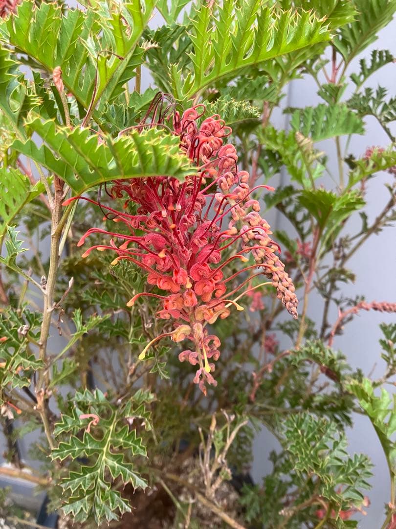 【16日まで】グレビレア　グレープ　8号鉢ごと発送　オージープランツ