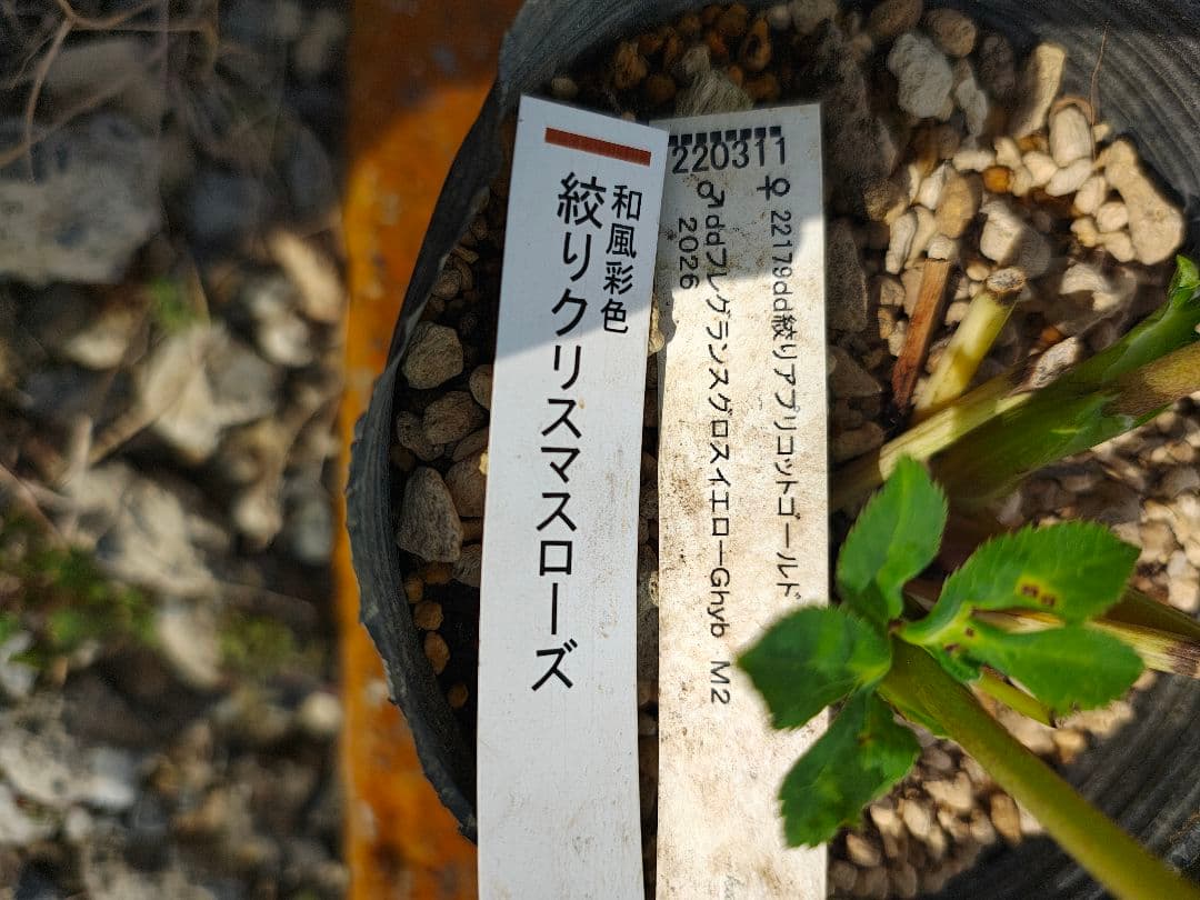 2604 認定！絞り dd クリスマスローズ開花株 加藤農園