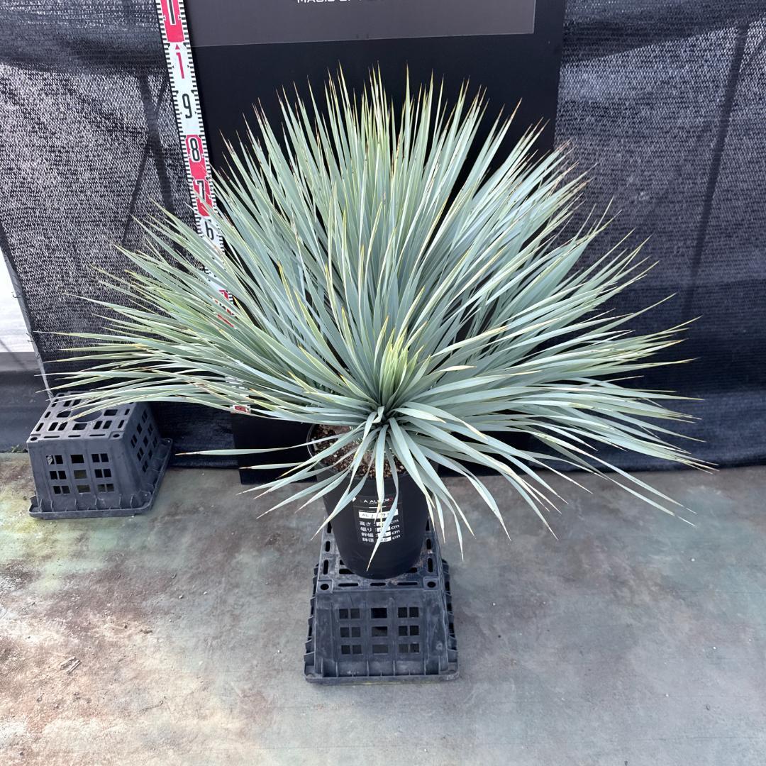 【AL1194】ユッカ　ロストラータ　超希少４分頭株