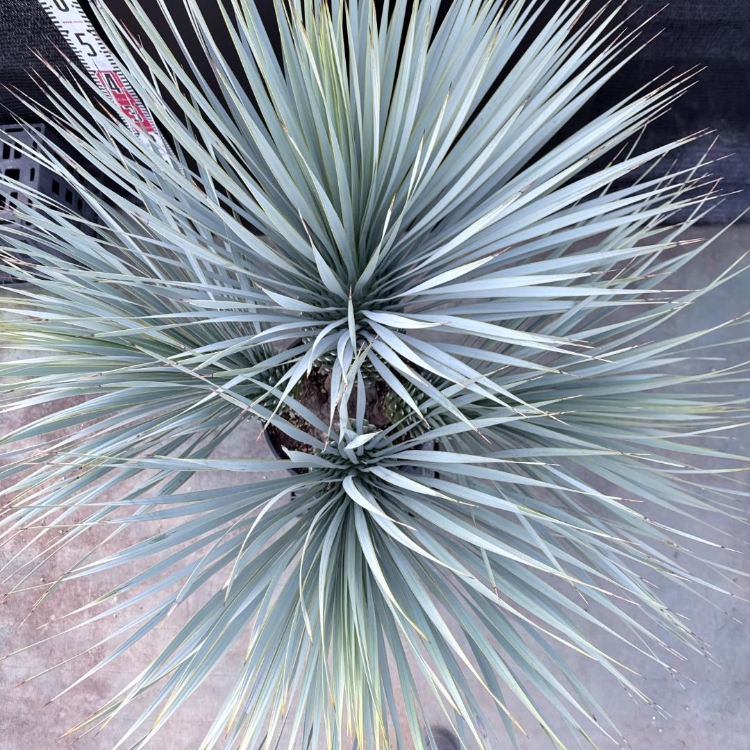 【AL1194】ユッカ　ロストラータ　超希少４分頭株