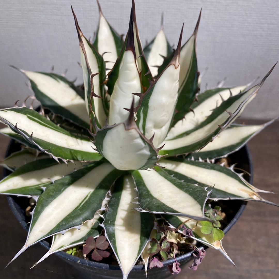 アガベ　ホリダ白中斑入　極上　初売2