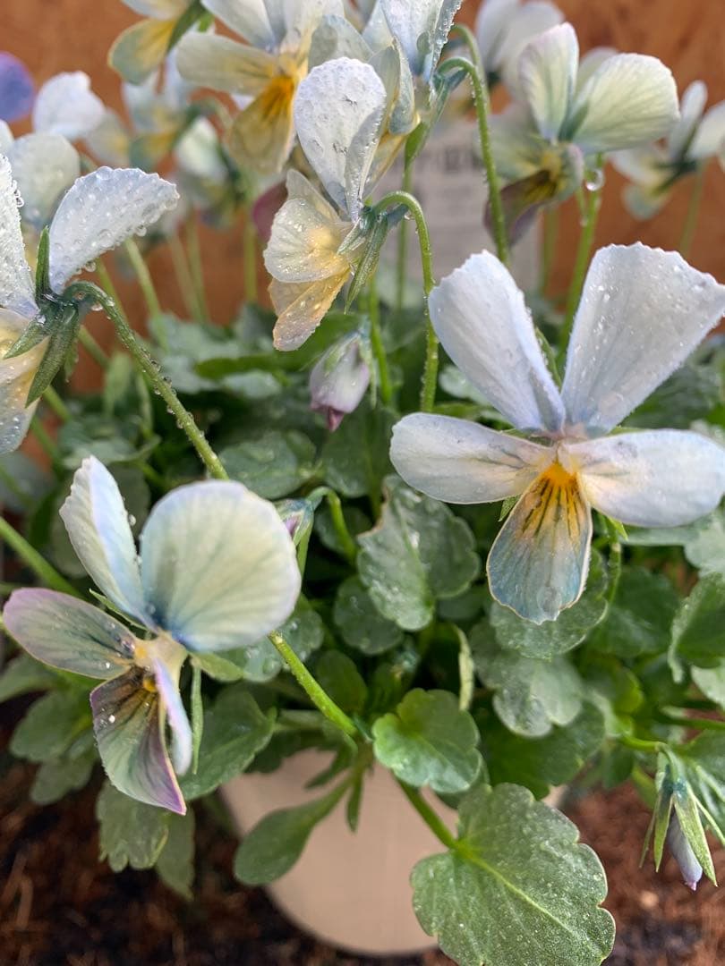 テ*イ様 パルプンテ 1苗 すみれ図鑑 1苗 shuta's selection - メルカリ