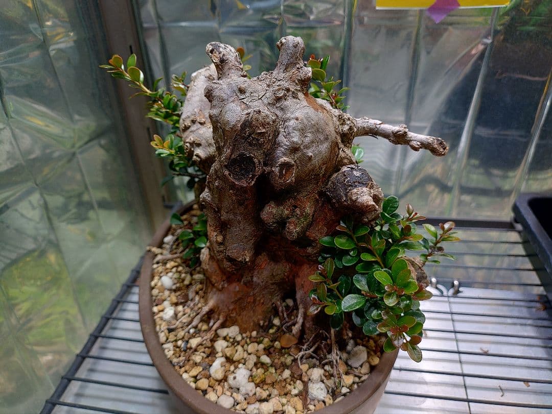 珍品 奄美産 アデク盆栽 古木 メルカリ便