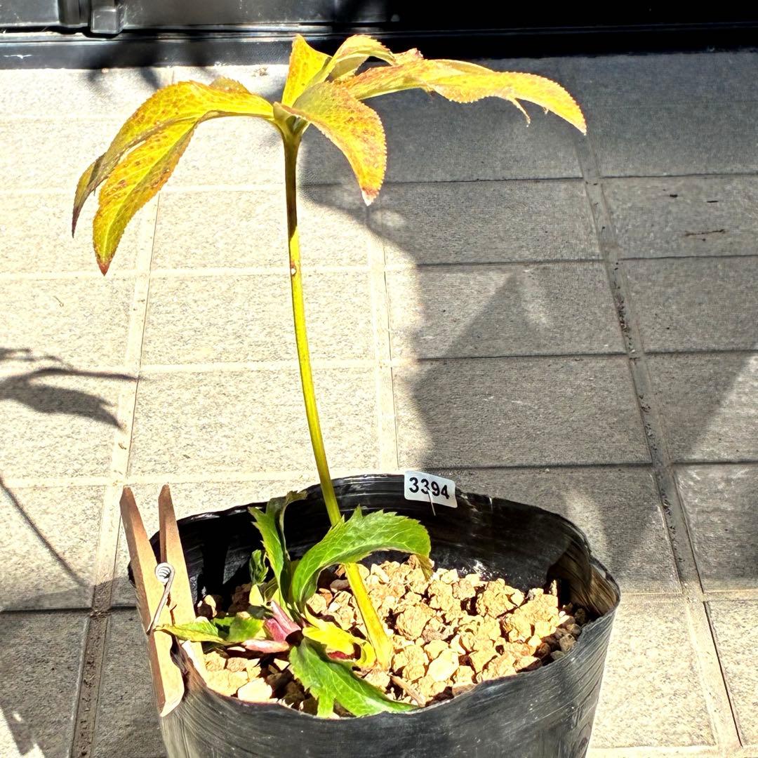 の*ん様 ☘️蕾付き☘️3394⭐️小輪⭐️スレートレッドクレオパトラ⭐️コンパ