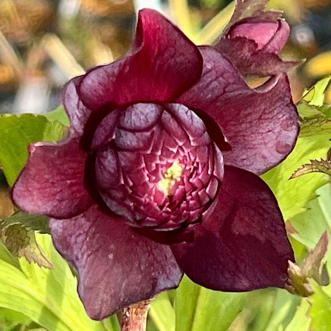 の*ん様 ☘️蕾付き☘️3394⭐️小輪⭐️スレートレッドクレオパトラ⭐️コンパ