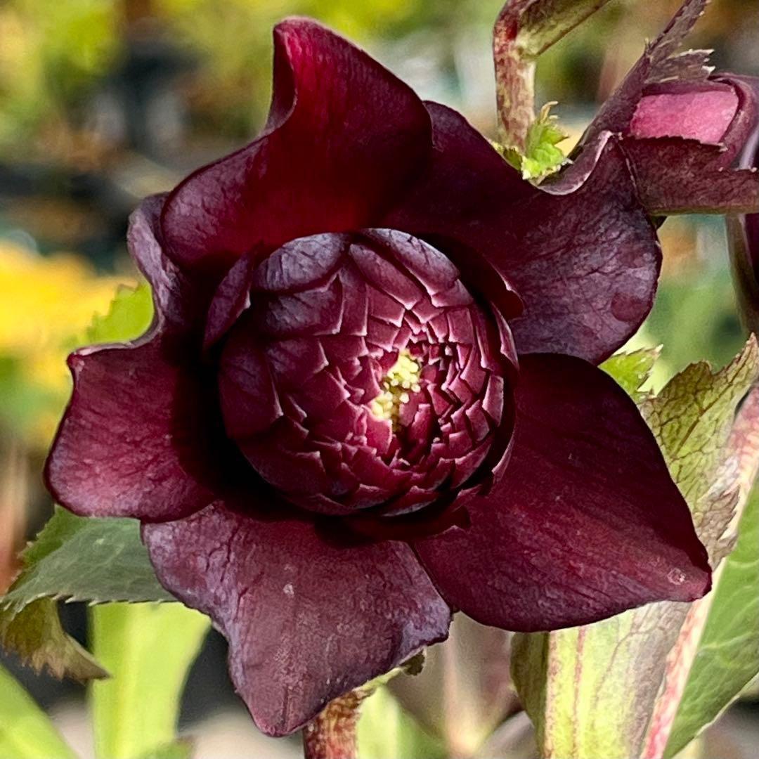 の*ん様 ☘️蕾付き☘️3394⭐️小輪⭐️スレートレッドクレオパトラ⭐️コンパ