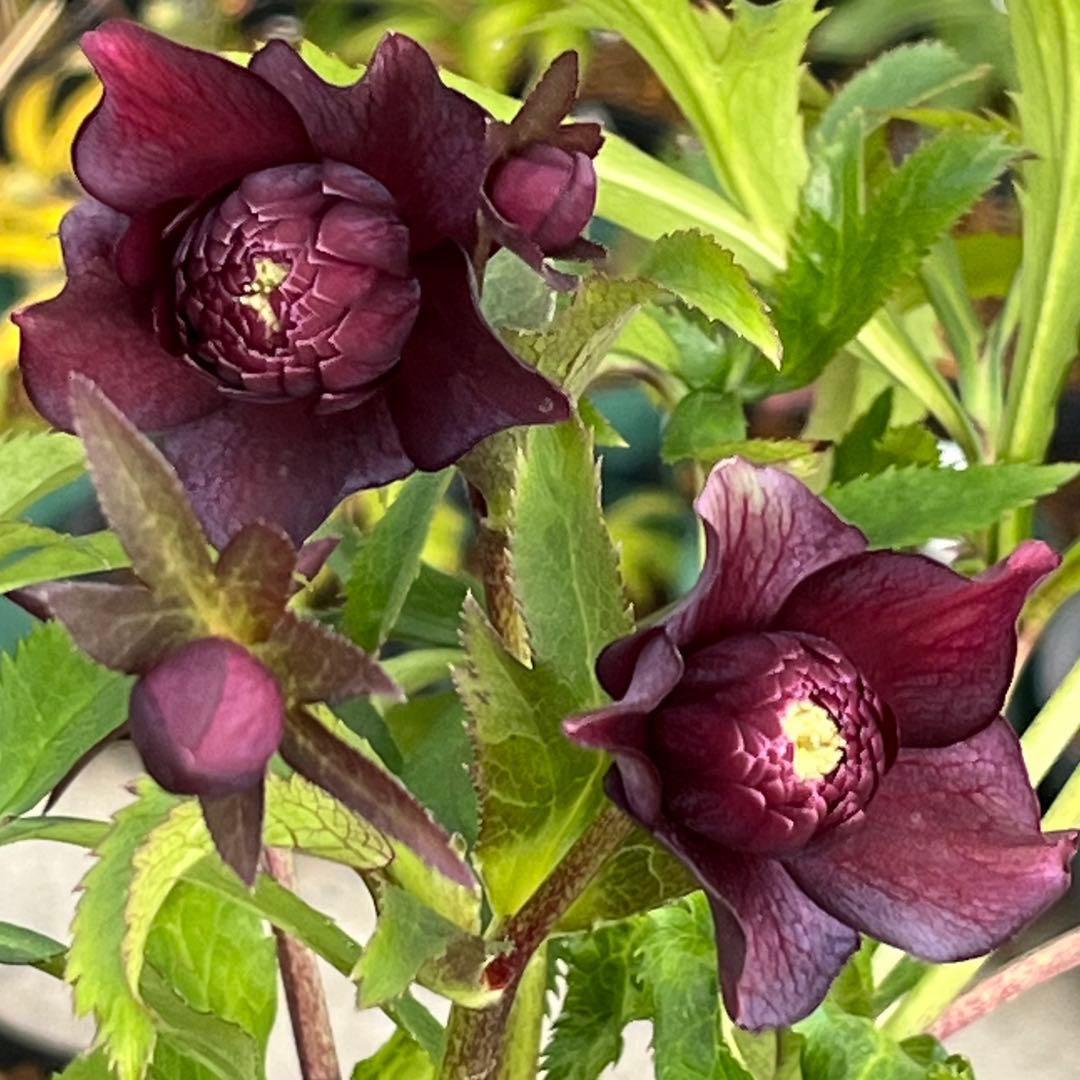 の*ん様 ☘️蕾付き☘️3394⭐️小輪⭐️スレートレッドクレオパトラ⭐️コンパ