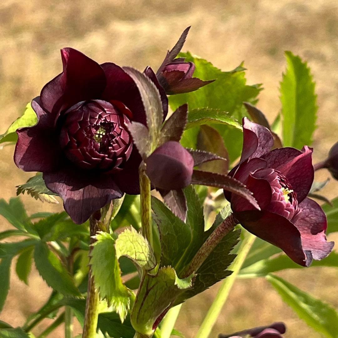 の*ん様 ☘️蕾付き☘️3394⭐️小輪⭐️スレートレッドクレオパトラ⭐️コンパ