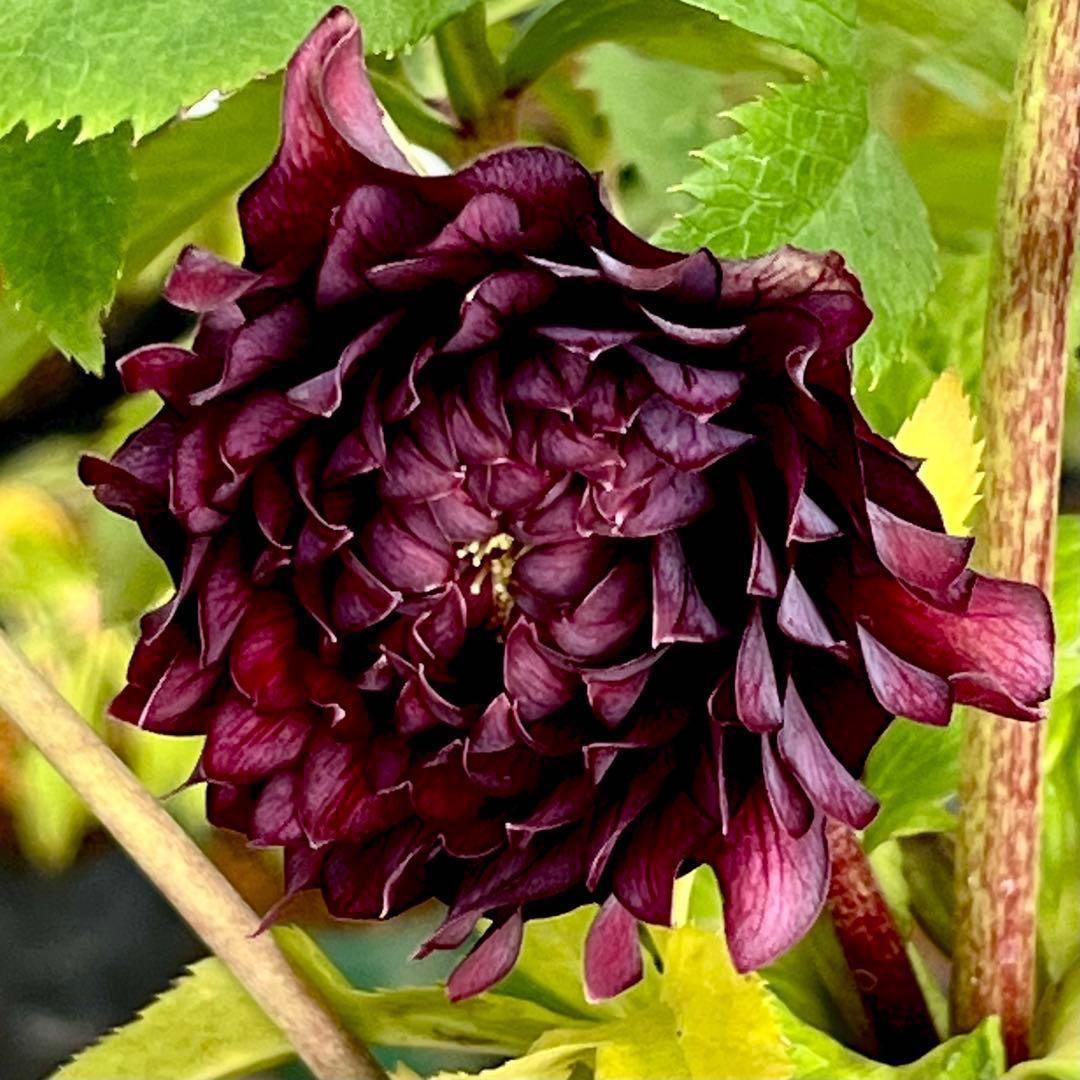 の*ん様 ☘️蕾付き☘️3394⭐️小輪⭐️スレートレッドクレオパトラ⭐️コンパ