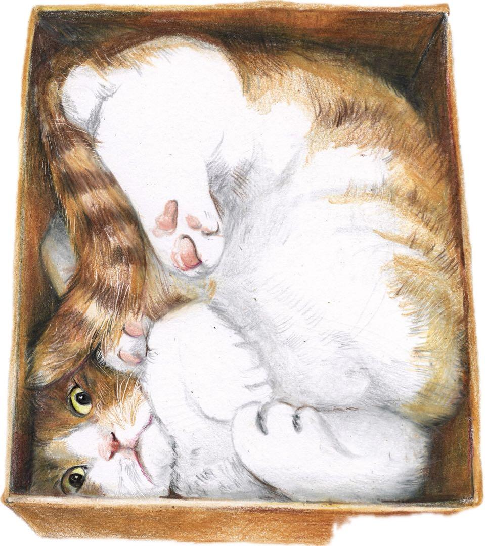 リアルな箱猫のイラスト A4サイズ 高品質のカリスマカラー使用 色鉛筆画
