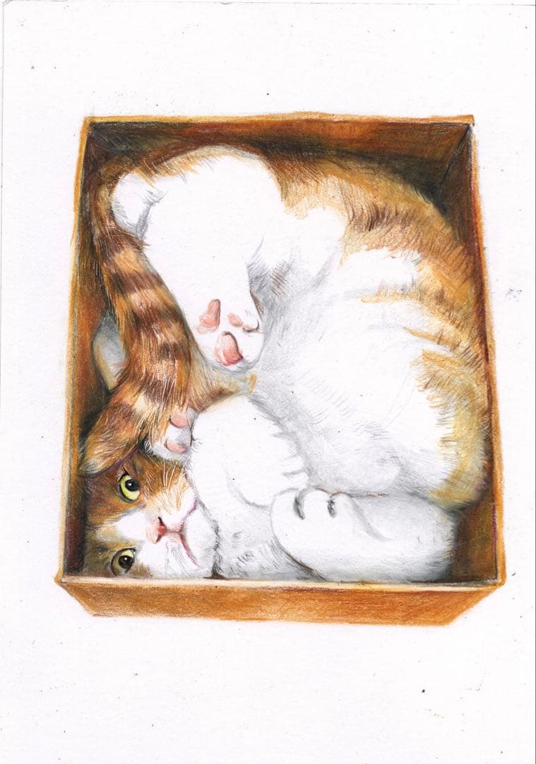 リアルな箱猫のイラスト A4サイズ 高品質のカリスマカラー使用 色鉛筆画