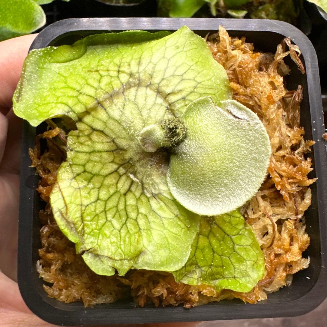 ビカクシダ P.Ginka ギンカ OC - メルカリ