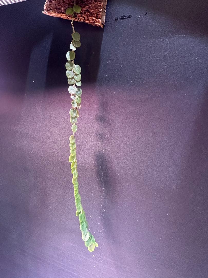 andinia nummularia 垂れ下がり南米着生ランエクアドルミニチュア