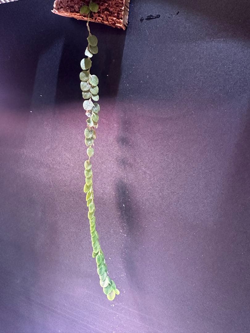 andinia nummularia 垂れ下がり南米着生ランエクアドルミニチュア