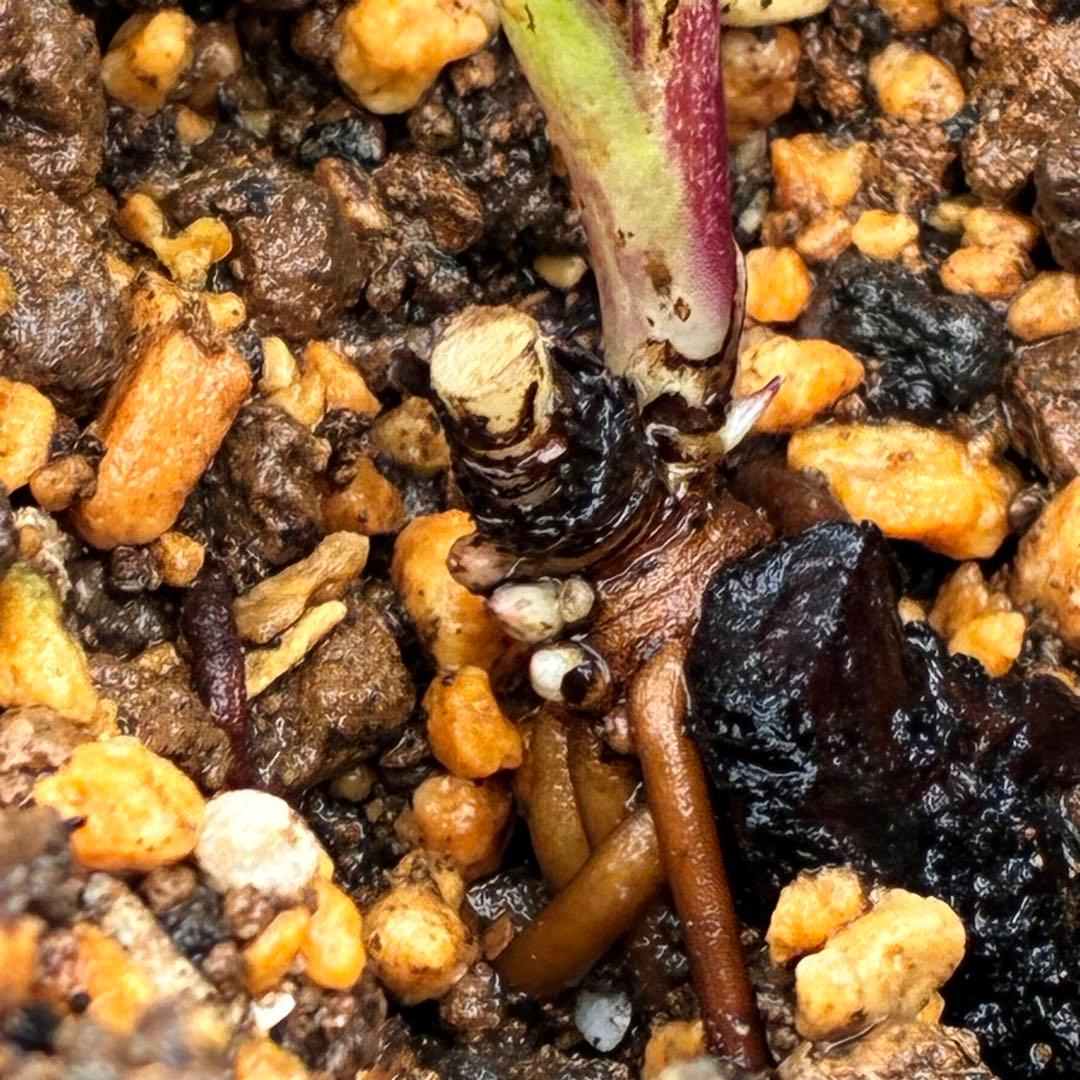 ば*な様 ☘️ラスト2☘️超希少☘️根充実❤️沢山新芽❤️807【イリュージョン