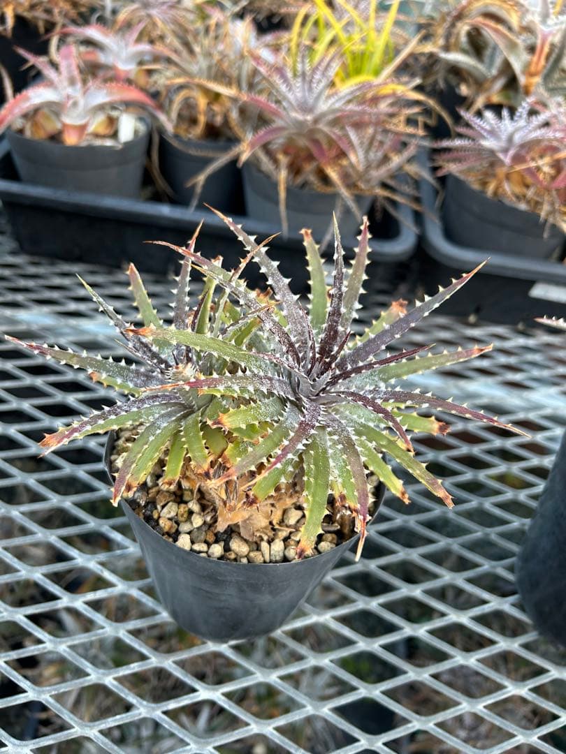 DBディッキア Dyckia Bill Baker hyb #231 - メルカリ