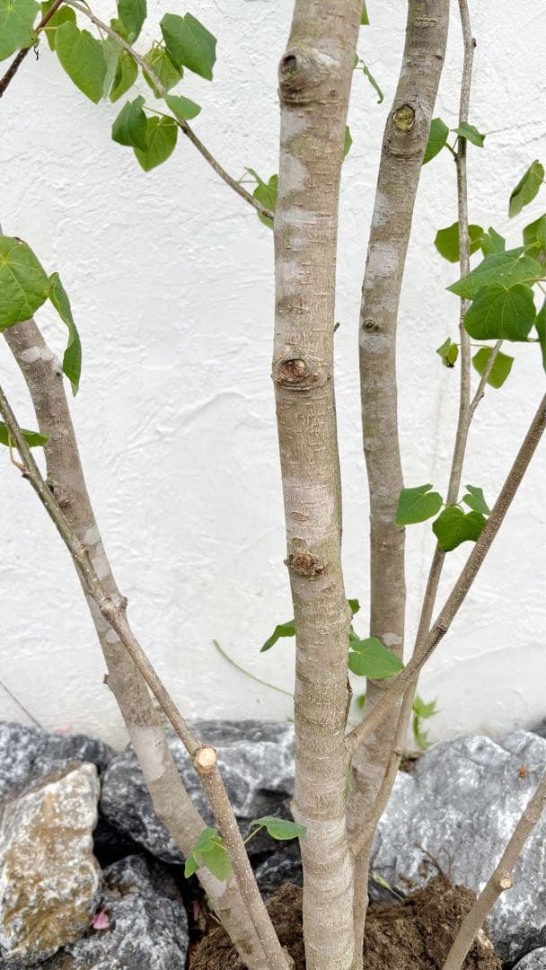 うめ様専用リクエスト商品 マルバノキ3.2M(鉢底から) - メルカリ