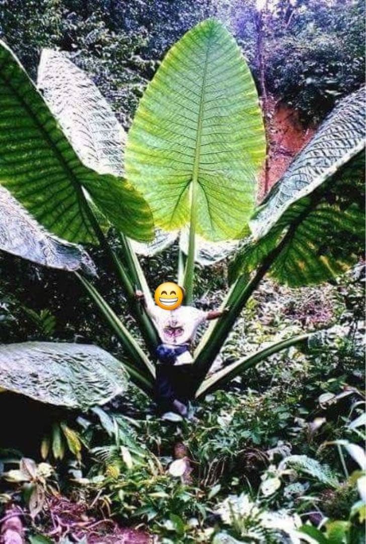 原種　世界最大　アロカシア　ロブスタ　サトイモ科　アロイド　パルダリウム　②