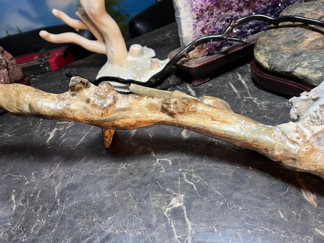 海松、深海松、珊瑚、67センチ