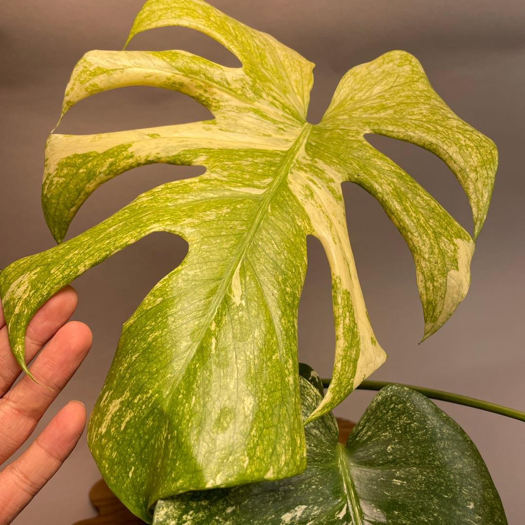 h*）様 L050ホワイトモンスター 天津蘭 モンステラ斑入り