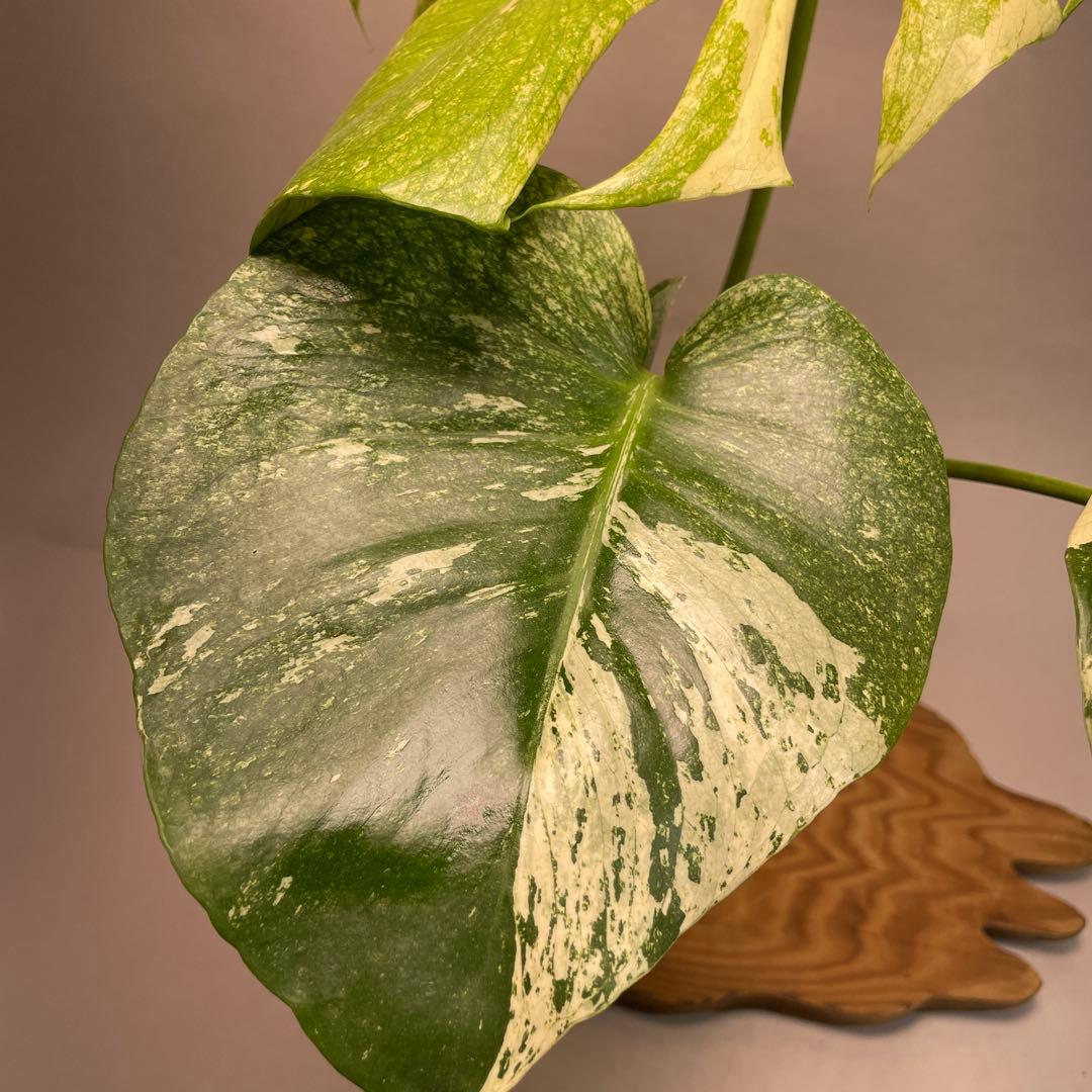 h*）様 L050ホワイトモンスター 天津蘭 モンステラ斑入り