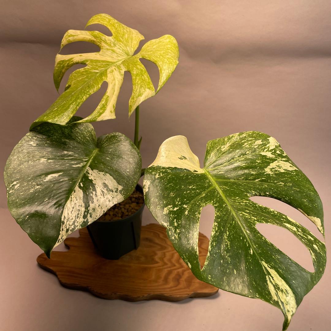 h*）様 L050ホワイトモンスター 天津蘭 モンステラ斑入り