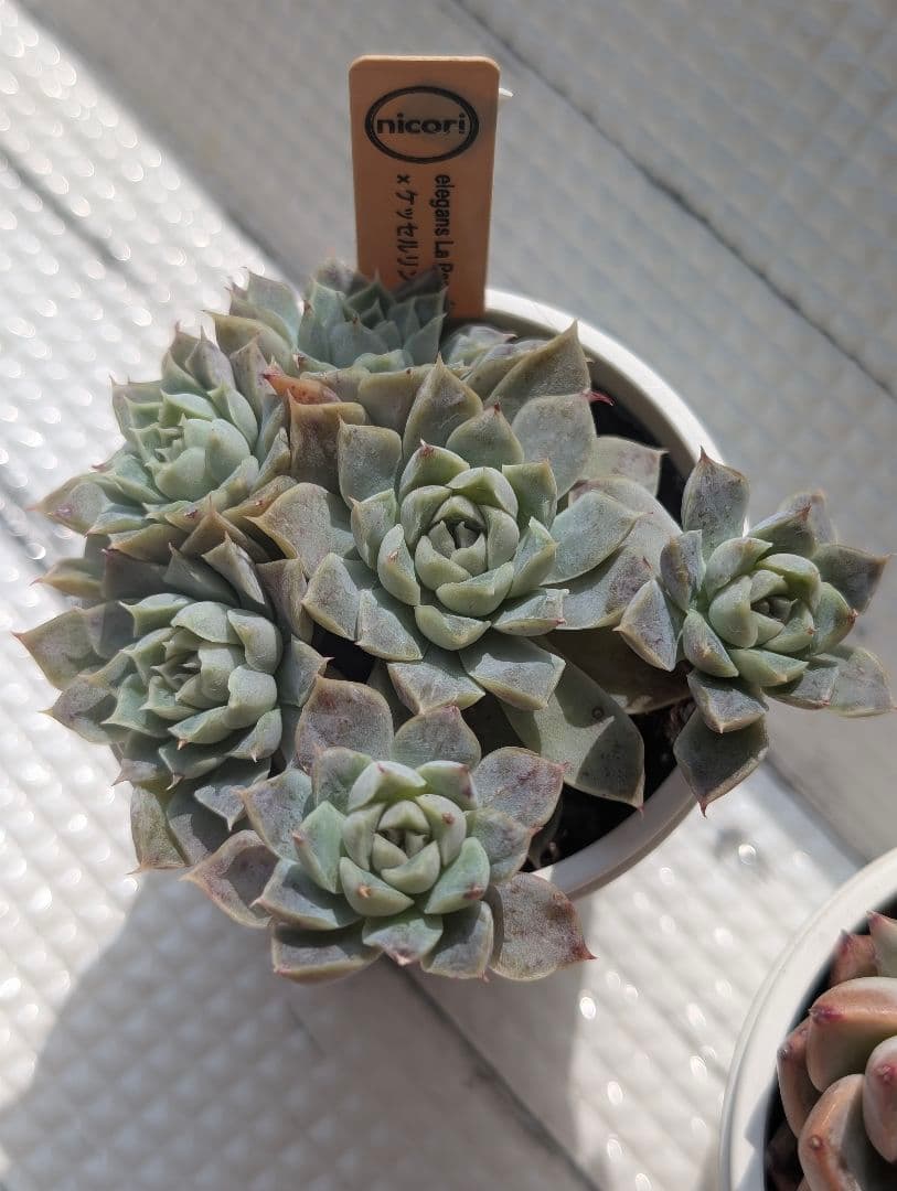 Team nicori3(H) 3苗 セット ショップ 札付き メルカリ便