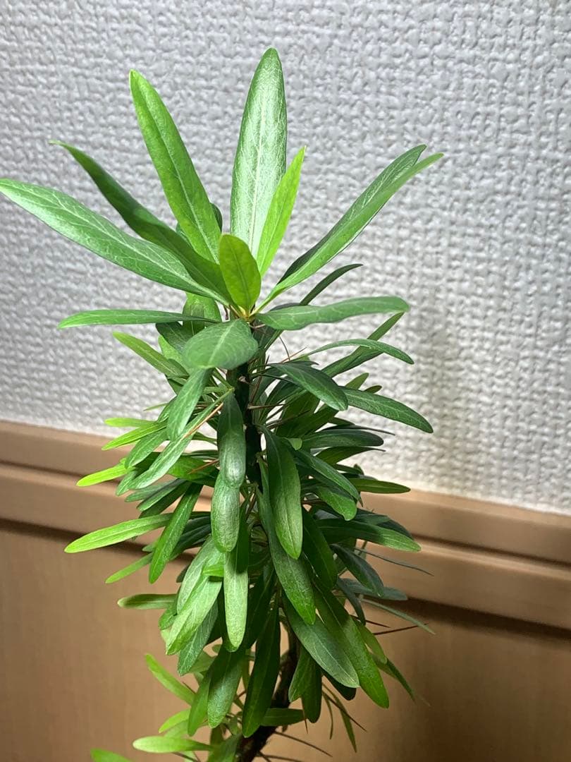 フォークイエリア プルプシー　国内実生株