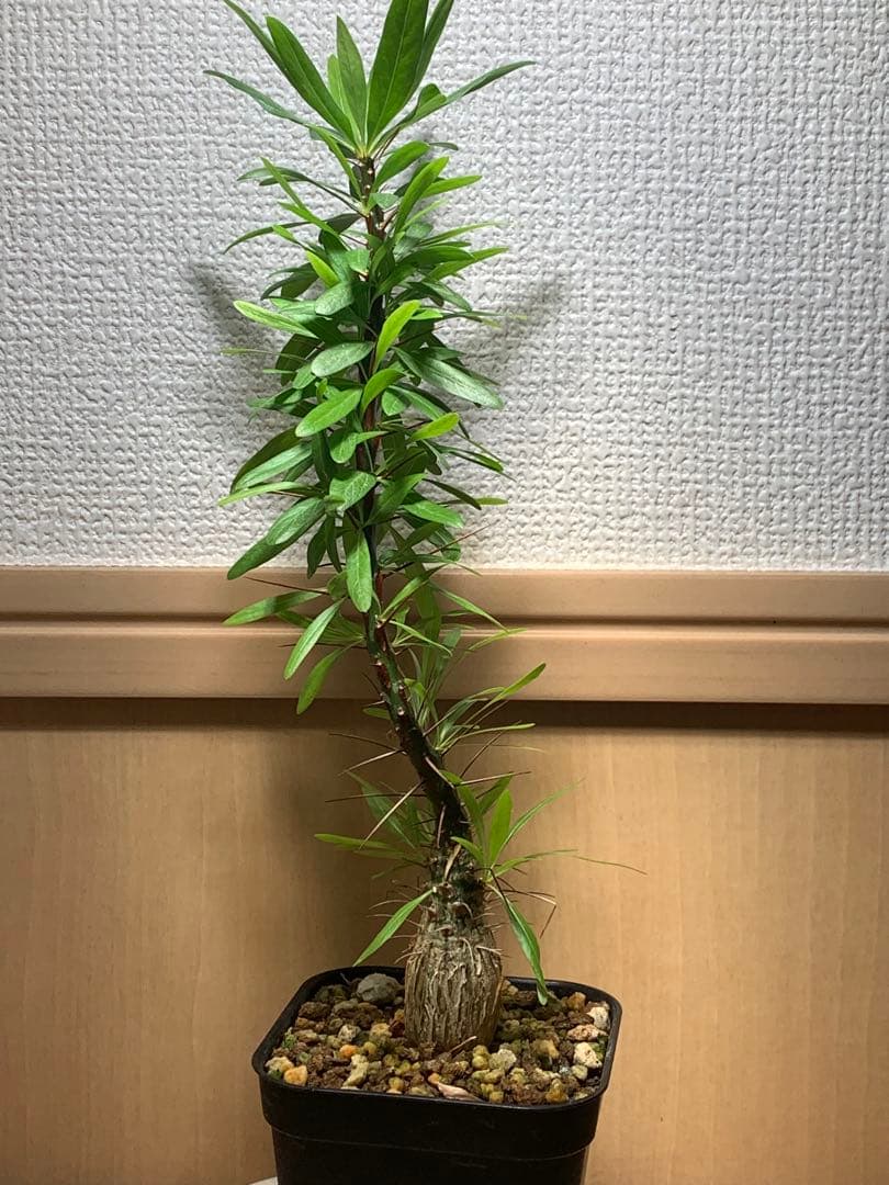 フォークイエリア プルプシー　国内実生株