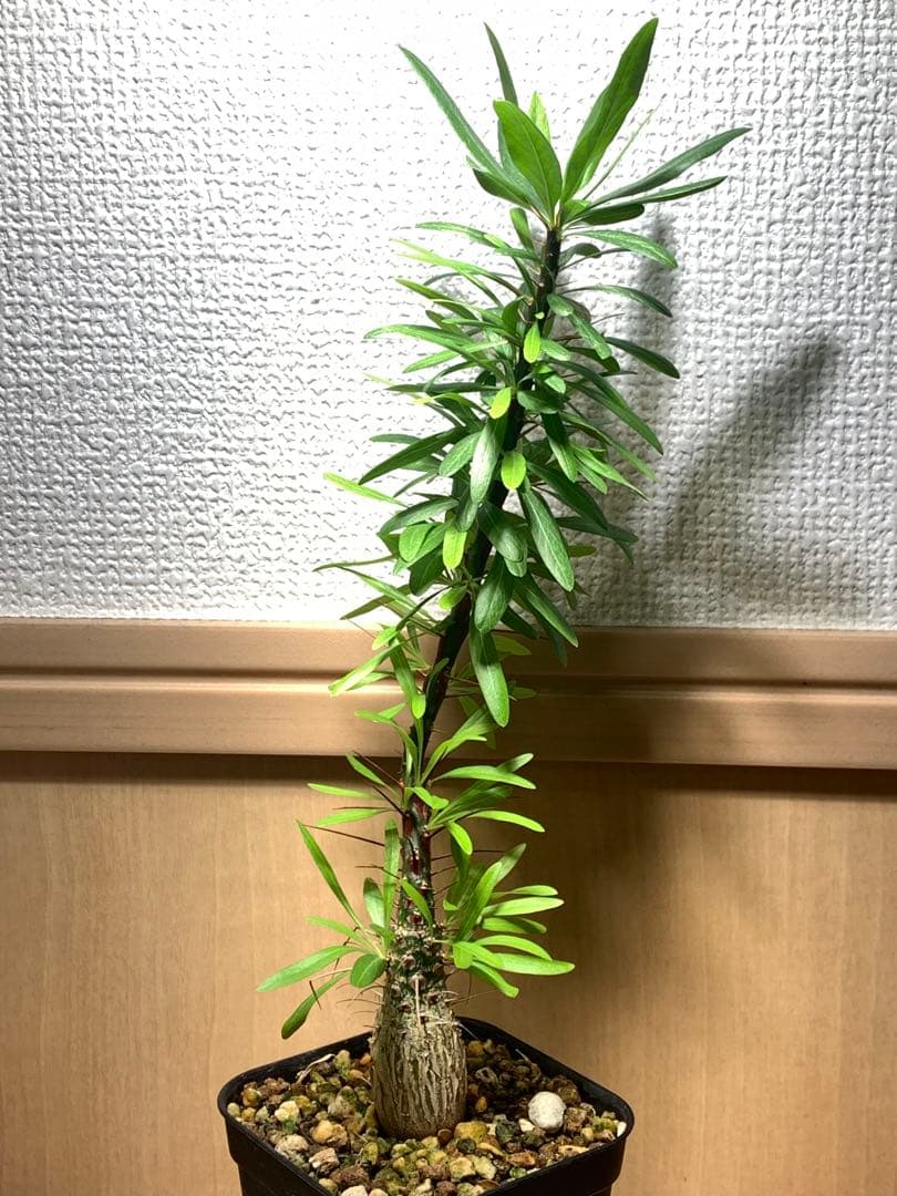 フォークイエリア プルプシー　国内実生株