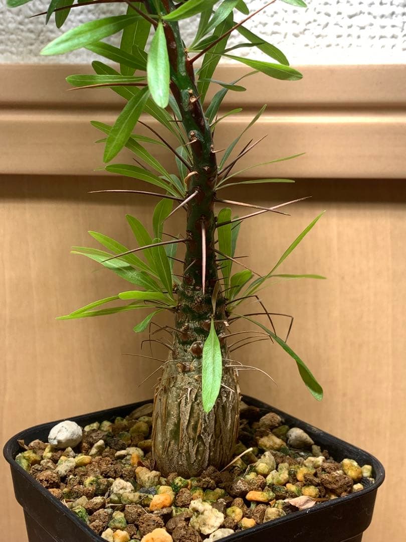 フォークイエリア プルプシー　国内実生株