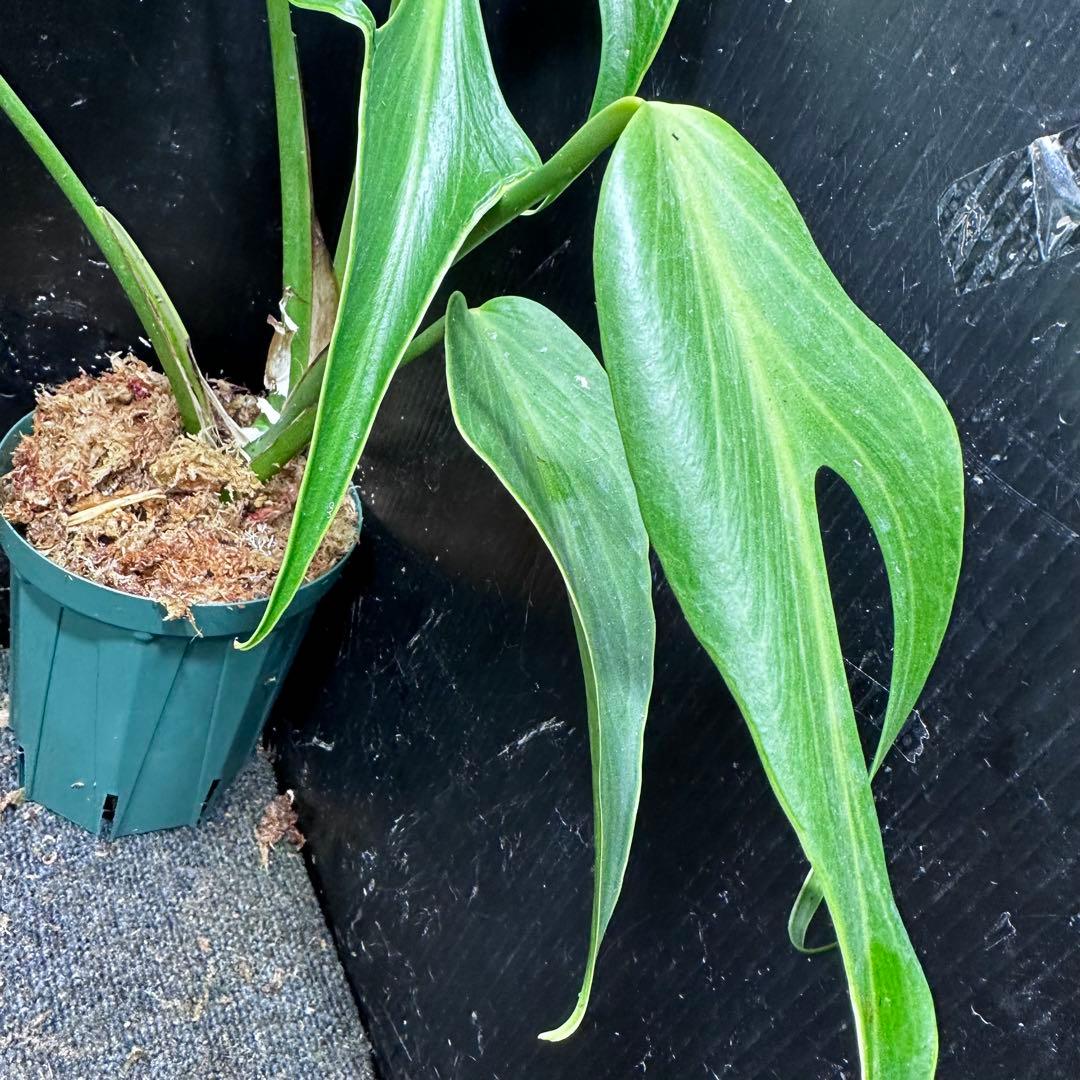 ミ*テ様 モンステラデリシオーサバールマルクスフレーム4号鉢植え大株美株レア