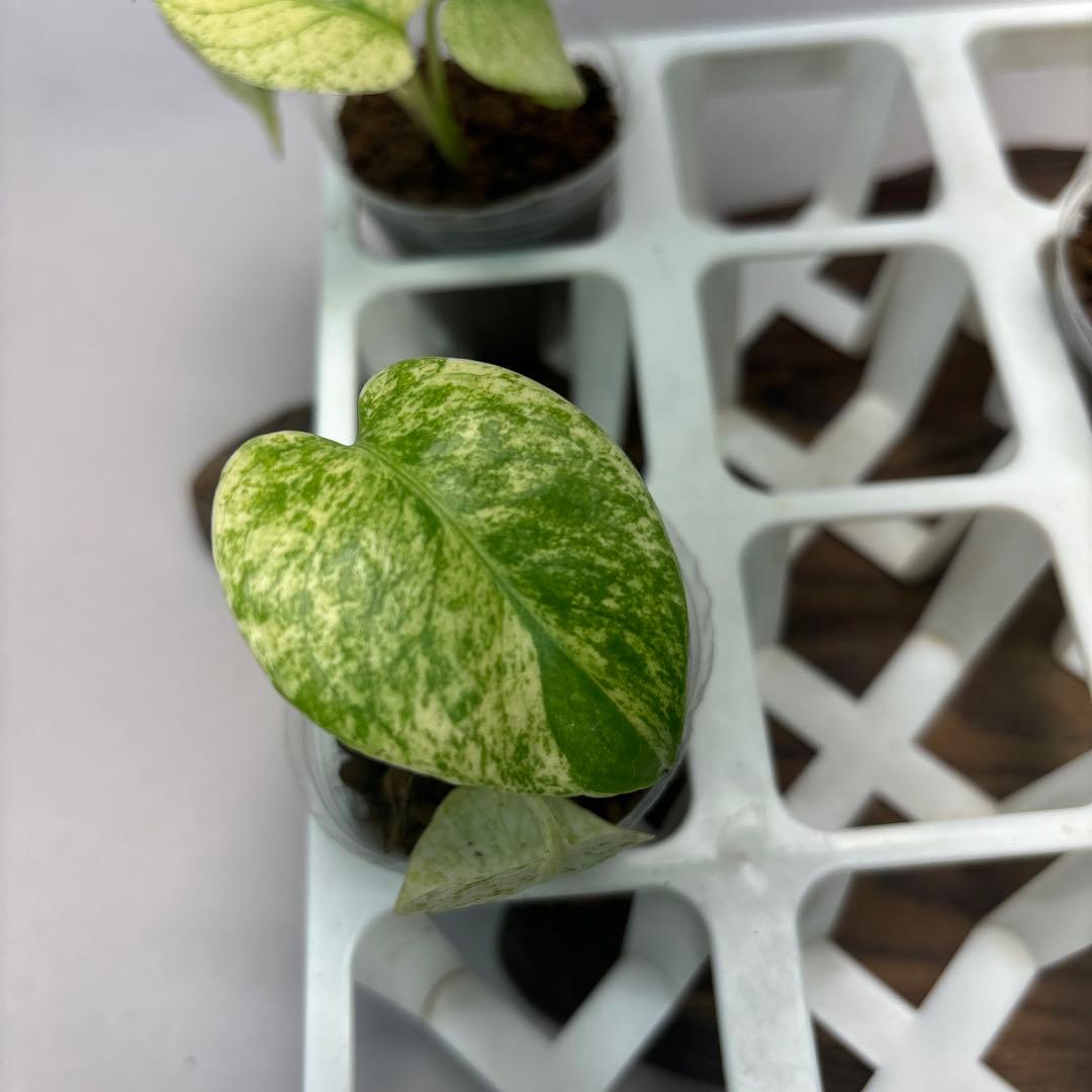 ケ*ン様 5株セット【特別選抜】ホワイトモンスター／天津蘭 モンステラ斑入り