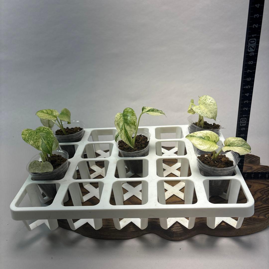 ケ*ン様 5株セット【特別選抜】ホワイトモンスター／天津蘭 モンステラ斑入り