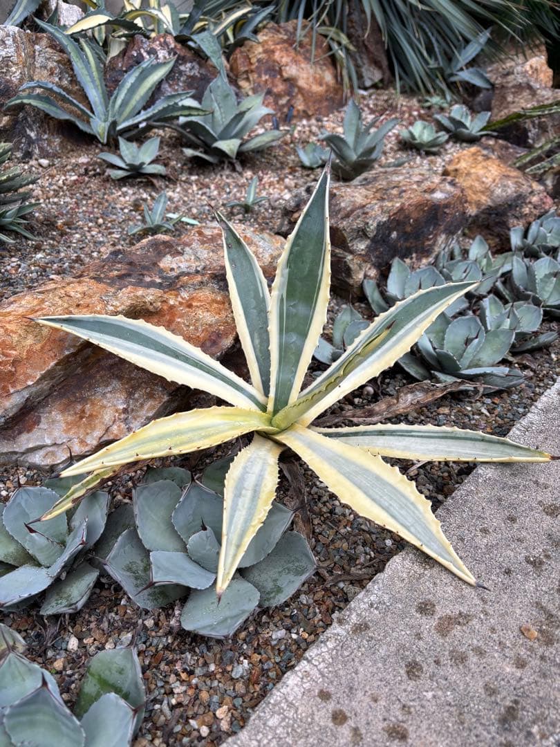 突然変異 超激レア 初出品 アガベ アメリカーナ・バリエガータ