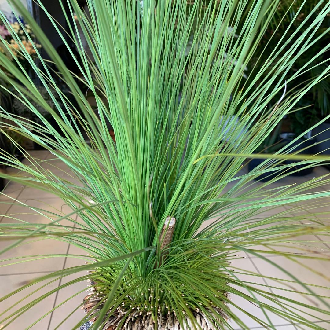 幹高め　分頭 クサントロエア ジョンソニー ブラックボーイ 発根済み